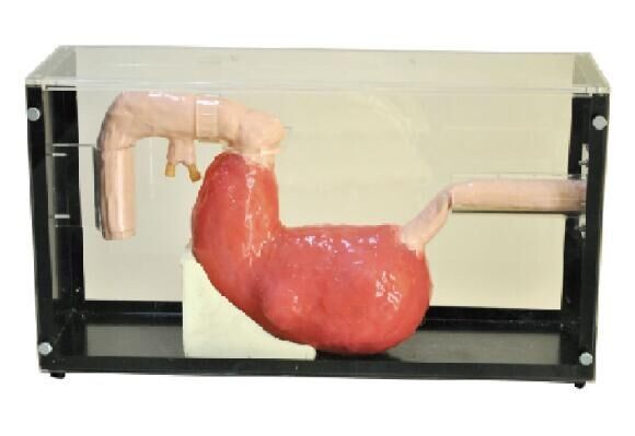 Stomach Gastroscope , ERCP Clinical simulation education tool with 1 Year Warranty