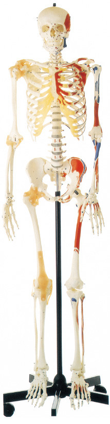 Hallowmas promotion human skeleton with one-side painted Muscles Human Anatomy Model