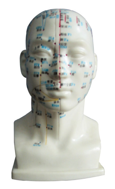 Human Head with Acupuncture Point Model  human body for Medical Colleges