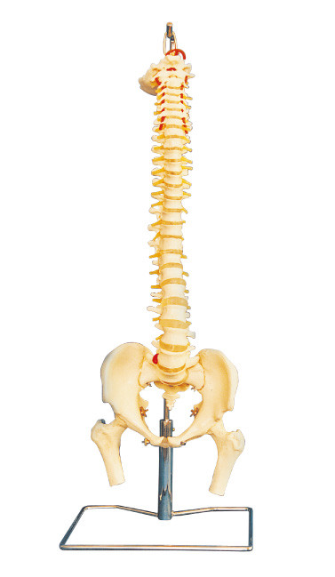 Advanced PVC  Vertebral column  with pelvis Human Anatomy Model for University education