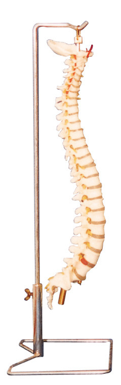 Vertebral column with stainless steel holder  Human Anatomy Model  education tool
