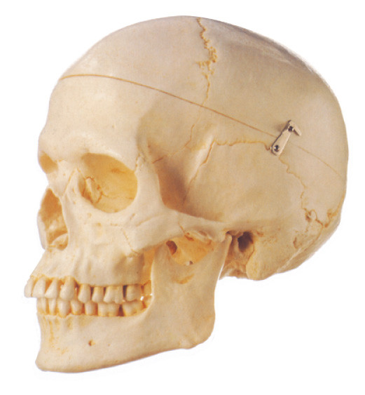 Removeable Adult skull  Human Anatomy Model  3 parts school education