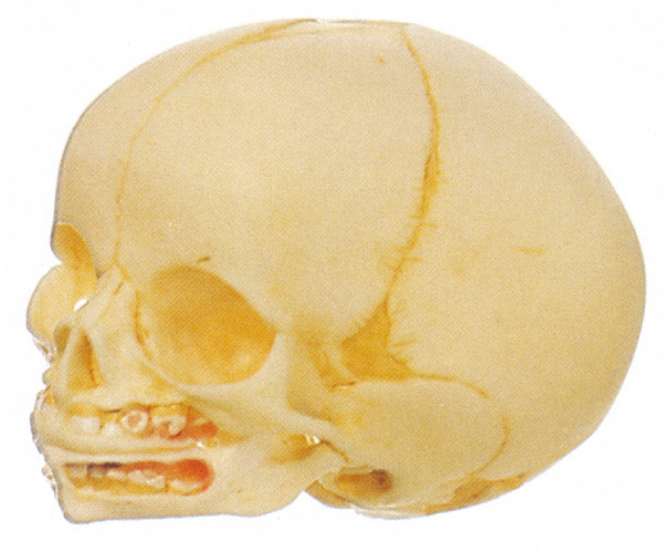 2 parts  Infant skull  Human Anatomy Model  imported PVC training doll