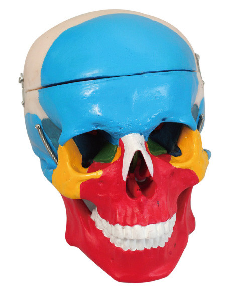 Colorful skull separation  Human Anatomy Model 2 parts training doll