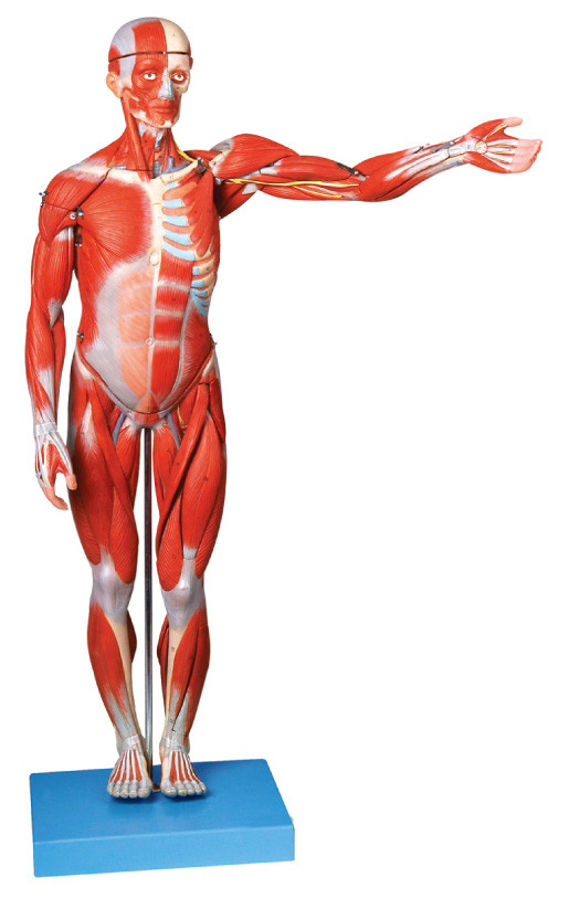 Muscles of Male  Human Anatomy Model  18 parts shows ligments