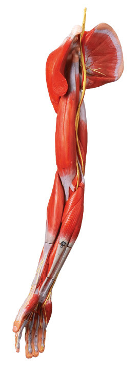 Muscles of Arm  Human Anatomy Model  with main vessels and Nerves