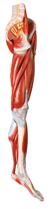 10 parts  Muscles of Leg  Human Anatomy Model  with main vessels and Nerves