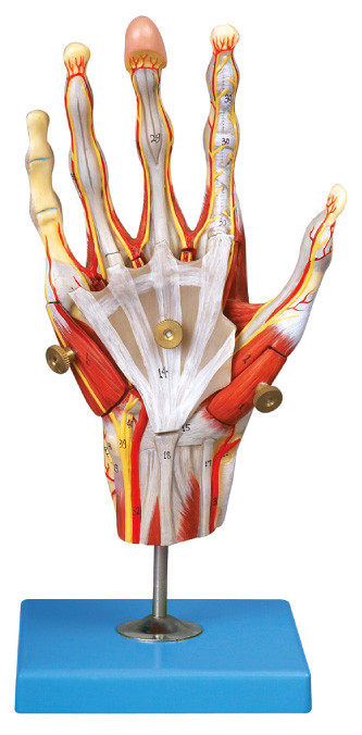 Muscles of hand  Human Anatomy Model  with main vessels and Nerves 42 position display