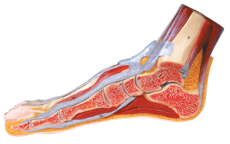Median Sagittal section of Foot Human  Anatomy Model with Number  marked
