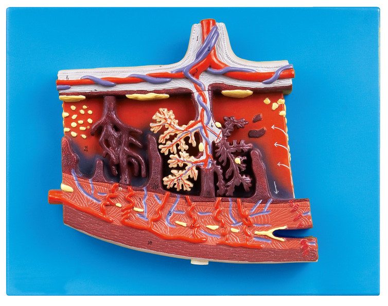 Enlarged  Placenta Model  Human  Anatomy Model for human placenta in cross section