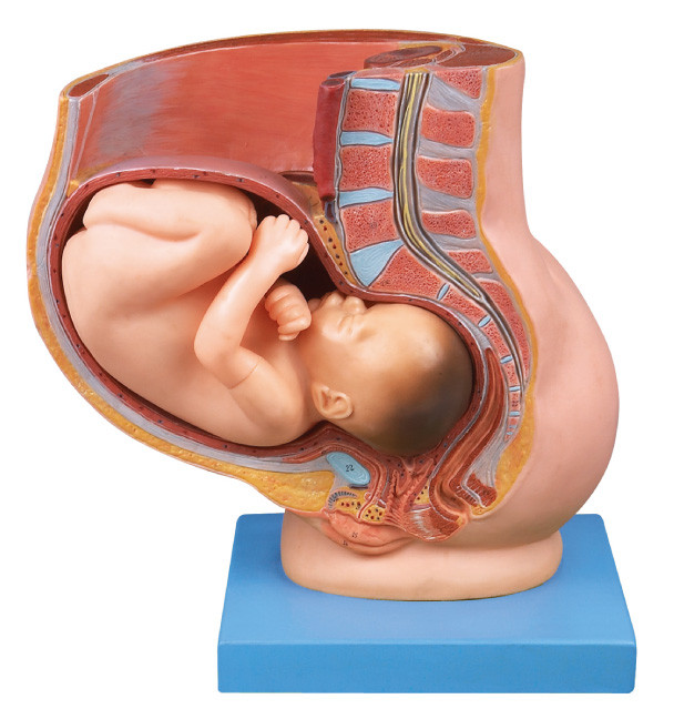 Pelvis with uterus in the Ninth month pregnancy   Human  Anatomy Model for medical education
