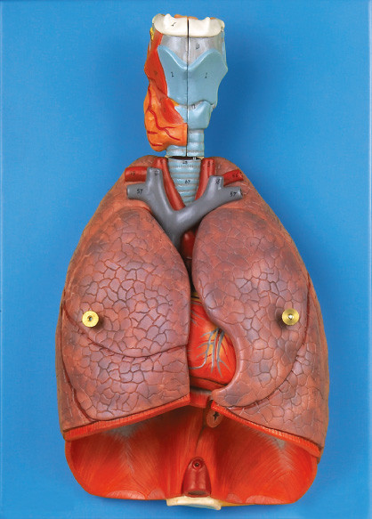 Inner organs larynx ,Heart ,Lung Human Anatomy Model education tool