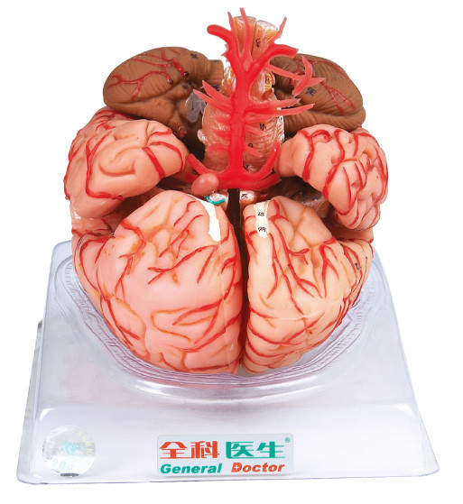Brain Model with Arteries Cerebral for Medical Schools Training