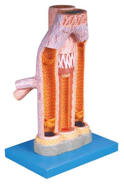 Magnified Artery and vein Human  Anatomy Model Medical training for school ,hospital