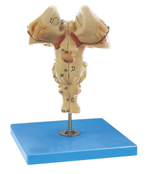 Brainstem Model about Left and Right Sides for Schools Training