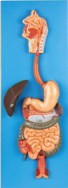 Digestive System with Digestive tube Human Anatomy Model for Hospitals , Colleges Simulation