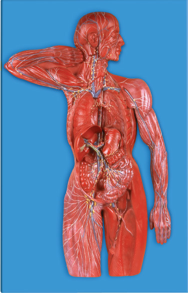 Lymphatic system Human Anatomy Model  for Hospitals , Colleges Simulation