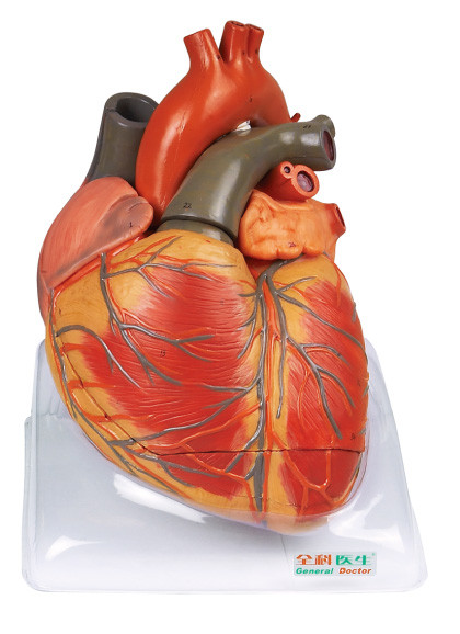 Large size adult Heart model  Human Anatomy Model  for nursing shool training