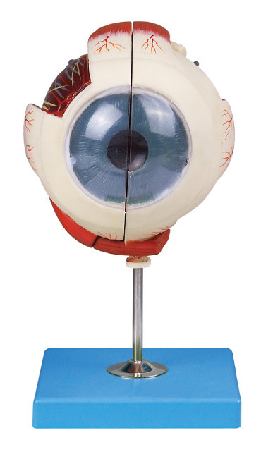 Two parts eyeball anatomy eye model  demonstration eye structure