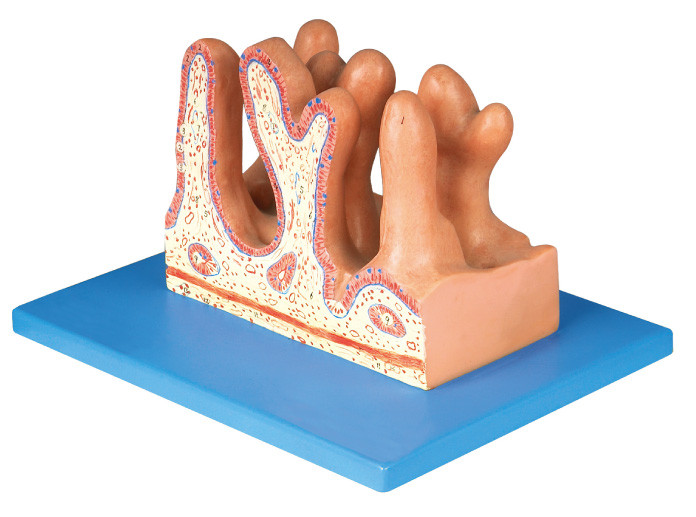 Internal Surface of Jejunum Model by Advanced PVC for Schools Teaching