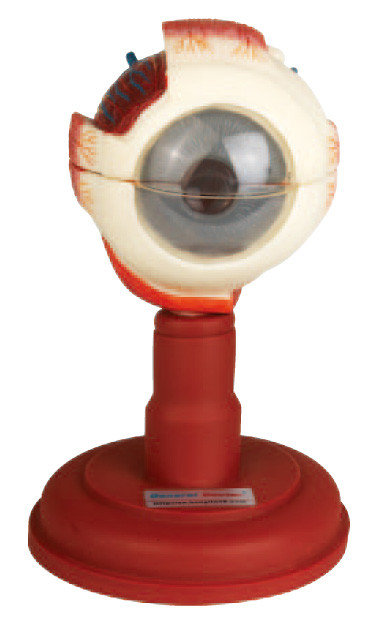 Three parts dissected eye model eyeball anatomy model  for medical , nursing school