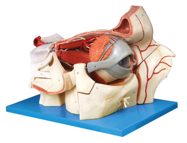 Eyeball and Orbit with vessel and Nerves Human Anatomy model 9 parts ( sclerotic ,choroids,retina )