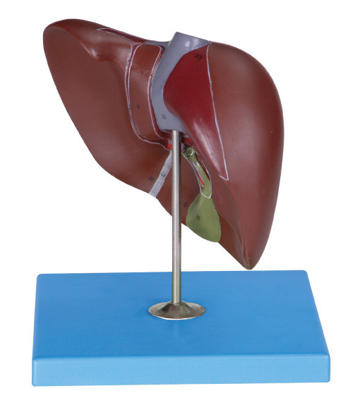 Lobes , Peritoneum , Gall Bladder and Vessels of the Liver Model for Schools Learning