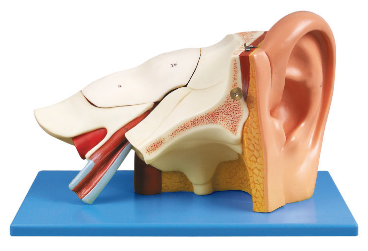 Three times Ear Human Anatomy model with removable pars for shool training