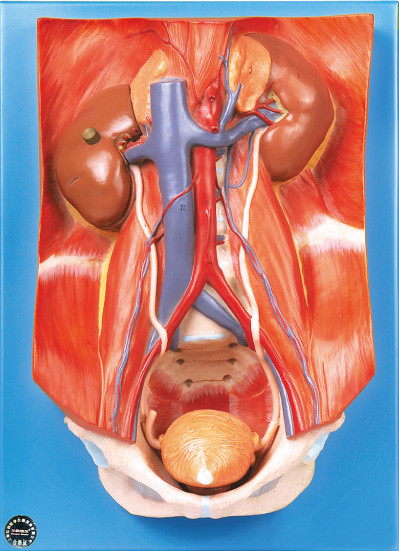 Posterior Wall Model of Urinary System with 22 Positions are Displayed for Learning