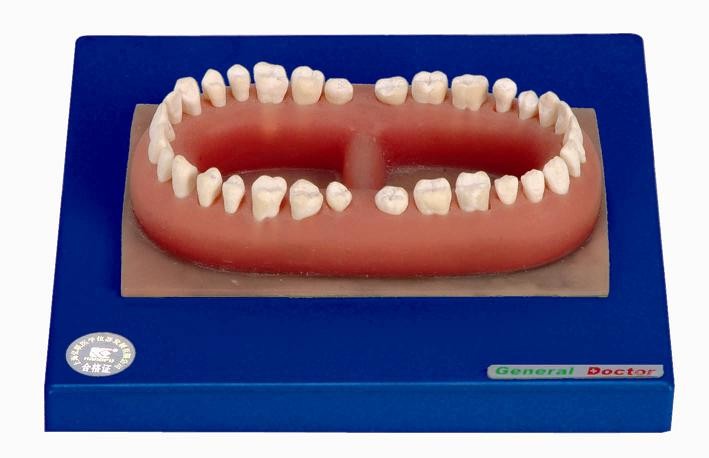 Advanced PVC Human Teeth Model Of An Adult Made For Anatomical Training