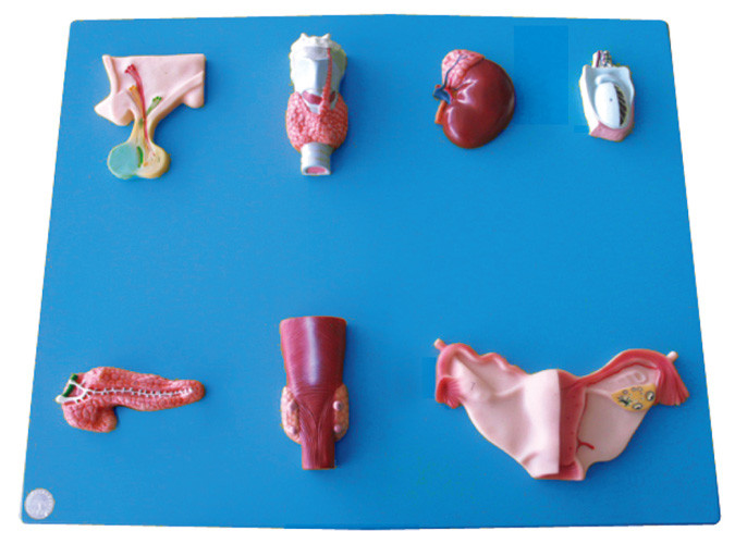 Endocrine Organ Model which mounted on a base for Hospital Training