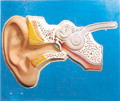 Ear Auditory Regulation Human Anatomy model for medical training