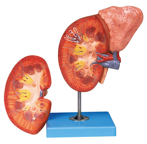 Kidney and Paranephyros Human Anatomy Model for Hospitals , Schools , Colleges Training
