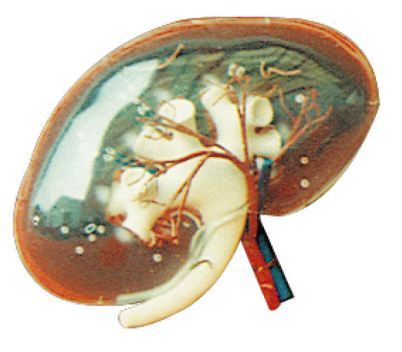 Transparent Renal Segment Model for Medical Colleges Training