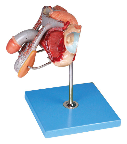 Male Genital Organs Structure Model for Medical Colleges Training