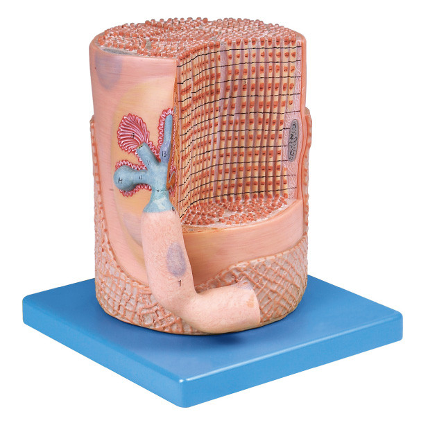 Nervous system Skeletal Muscle Fiber with Motor End-plate Human  Anatomy Model for medical education