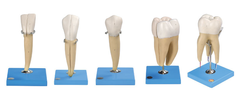 Five Kinds Of Human Teeth Model Made Of Advanced PVC For Anatomical Training