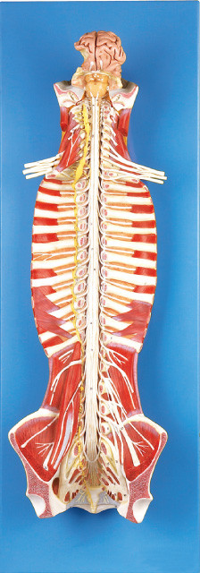 Spinal Cord in the Spinal Canal  Human  Anatomy Model training doll