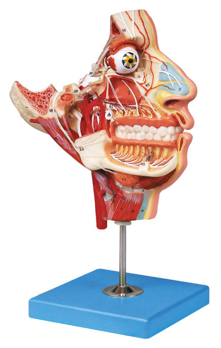 Nerves and vessels in the Facial skull  Human Anatomy model training  model