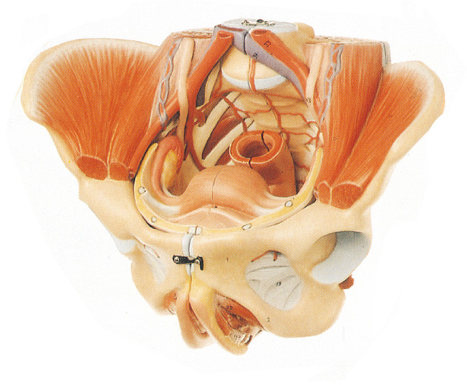 Female Model with Pelvis of Nerves and Vessels for Schools Training