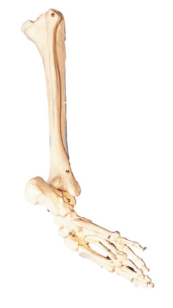Bones of  foot , calf bone and shinebone Human Anatomy model training tool