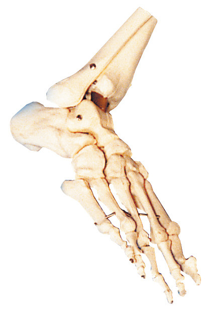 ISO / CE / SGS Human anatomical foot model training for school and hospital