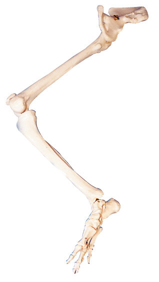 Lower limb PVC Bones Hip Bone human anatomy torso model education doll