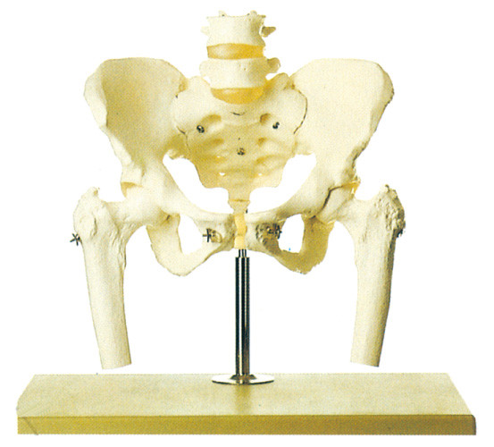 Pelvis with Lumbar Spine and Femoral head human skeleton model stander