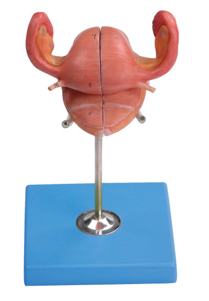 Uterus Model with Bladder and Vaginal Sagittal Section for Training