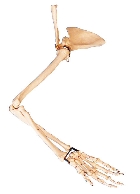 Arm , Scapular and collar Human Anatomy model training / anatomy lab models