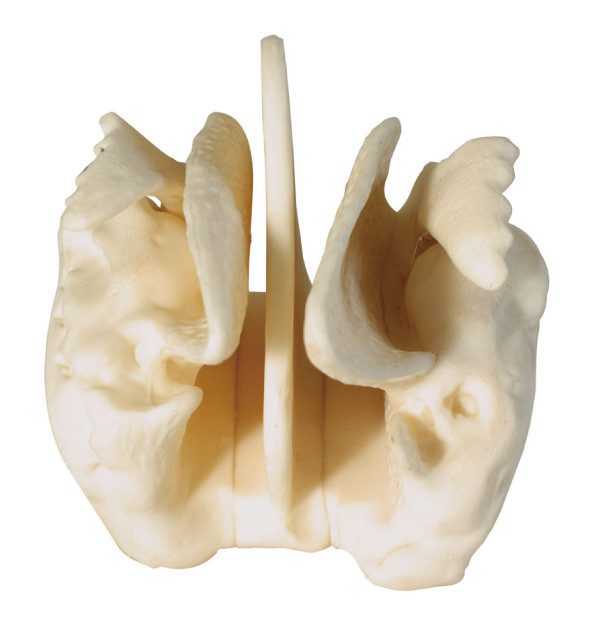 Amplified Ethmoid bone Human Anatomy model for medical center training