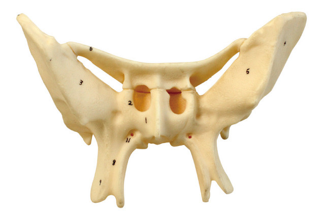 Amplified Alar bone Human Anatomy model for medical center training