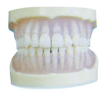 Standard Transparent PE Teeth Model for Dental Colleges Training