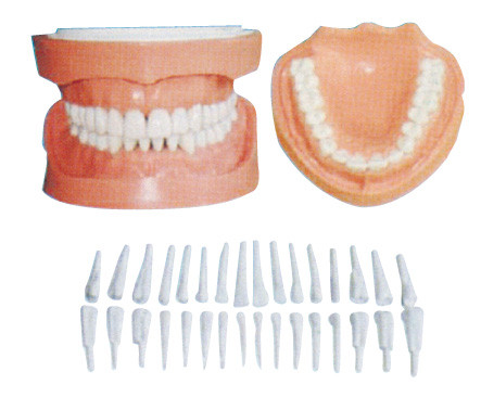 Detachable Human Teeth Model With Root / dental patient education models